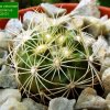 Discocactus _zehntneri _ssp.boomianus _GC529.01_ 01